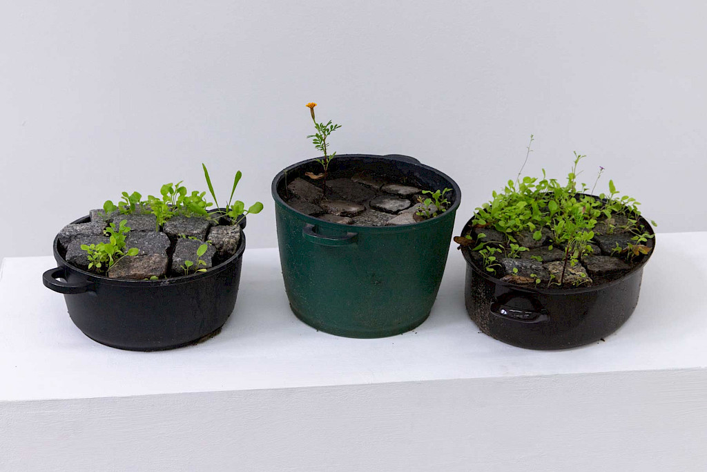 Fotografie einer Installation von Katia Lina Sternel.  Auf einem wei&szlig;en Brett stehen drei kleine Kocht&ouml;pfe in schwarz und gr&uuml;n. In den T&ouml;pfen sind Pflastersteine. Aus den Steinen wachsen kleine gr&uuml;ne Pfl&auml;nzchen. Im mittleren Topf ist schon eine kleine Blume.